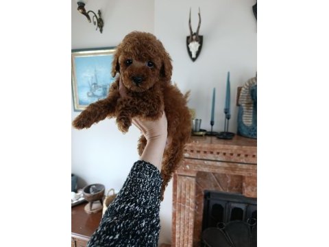 Dişi bebek poodle