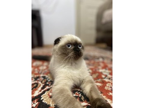 Scottish fold seal point (3 aylık dişi)