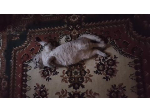 Çok tatlı bir o kadarda akıllı
