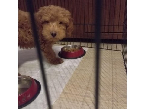 Safkan toy poodle 2 aylık