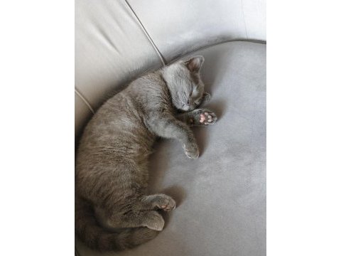 Acil sahiplendirilecek british shorthair