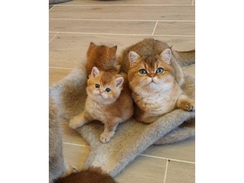 British longhair teslime hazır bebek