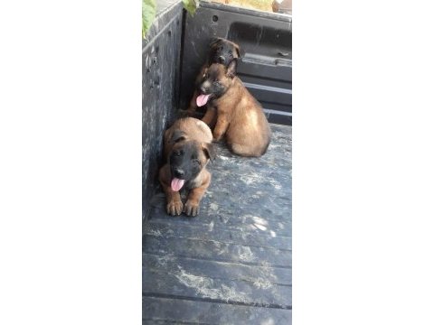 Belçika malinois yavrularımız evinizin neşesi olacaktır