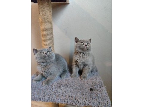 Ayıcık peluş british shorthair yavrular