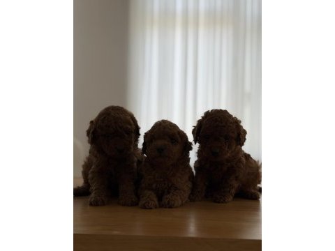 Safkan sevimli toy poodle yavrular