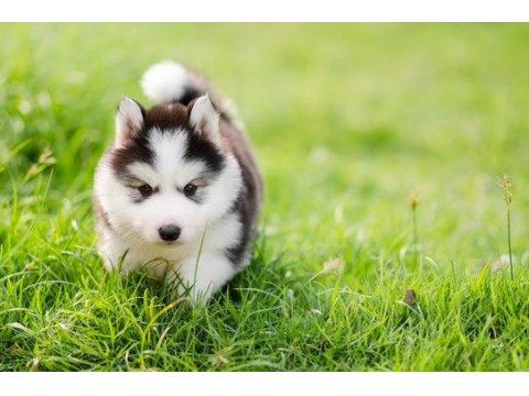 Üst kalite husky yavrular