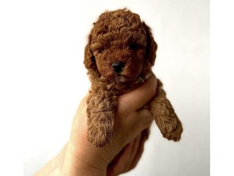 Red toy poodle yavrularım 