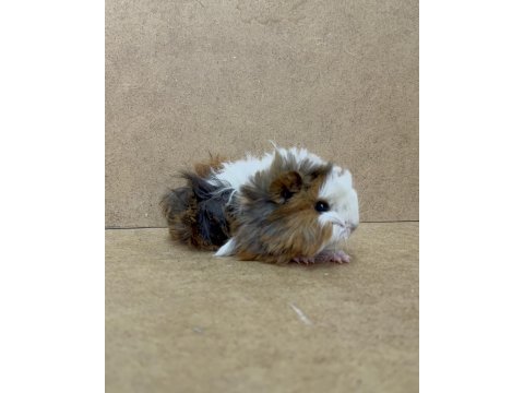 Ginepig yavrularımız gün içi gönderim sağlanmaktadır
