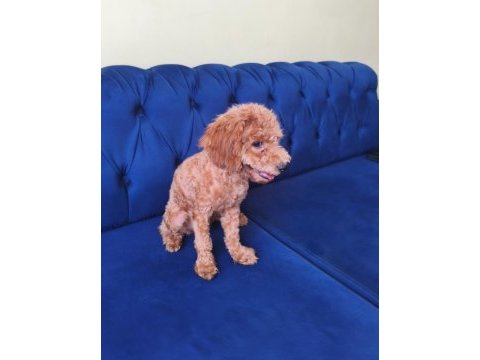 6 aylık red toy poodle kızımız