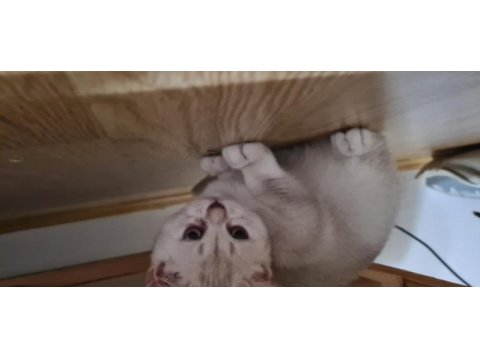 Dişi yavru british shorthair bursa