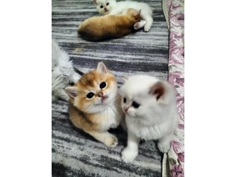 Safkan british longhair ve shorthair yavrularım