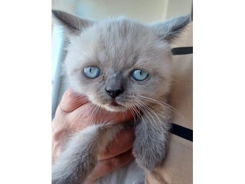 British blue point