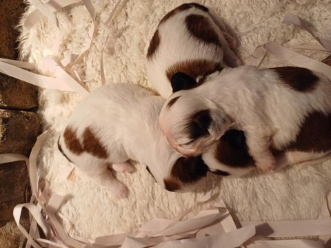 Üst kalite shih tzu kahve beyaz yavrular