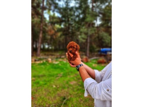 Bir şey yazmaya gerek yok sanırım poodle