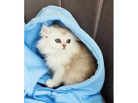 Silver british longhair erkek