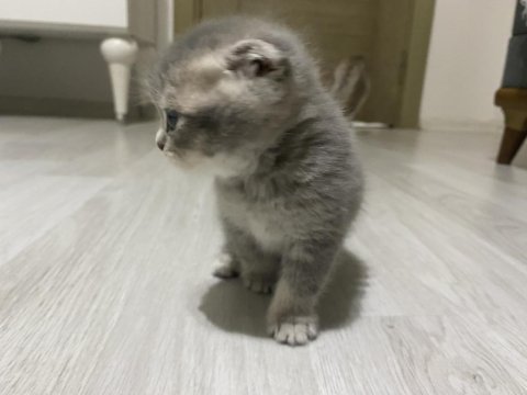 4 adet dişi erkek yavru kediler mevcut