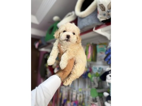 Türkiyenin en güzel maltipoo bebekleri core