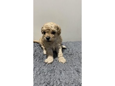 Apricot renk dişi poodle yavru 1 aylık