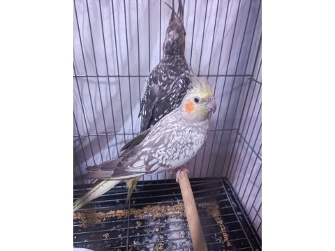 Hazır takım sultan papağanı
