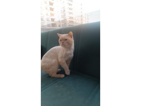 British shorthair golden erkek
