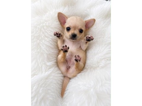 Wc eğitimli gold chihuahua