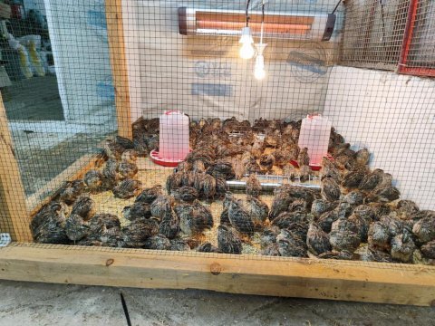 Bıldırcın ve döllü yumurta