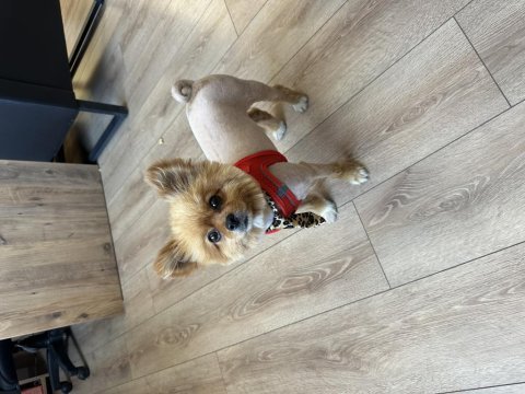 Eğitimli aşılı ve çipli 1.5 yaşında pomeranian