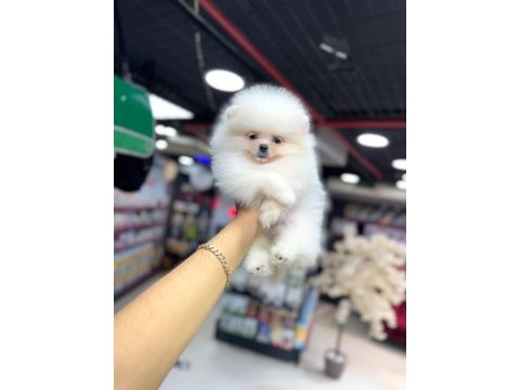 Pomeranian boo yavrumuz