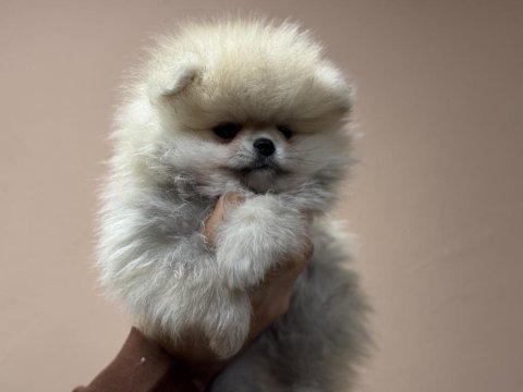 Ankaranın en kaliteli teddy face pomeranin yavruları