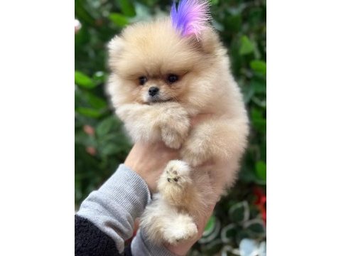Şecereli pomeranian belgeli bebekler