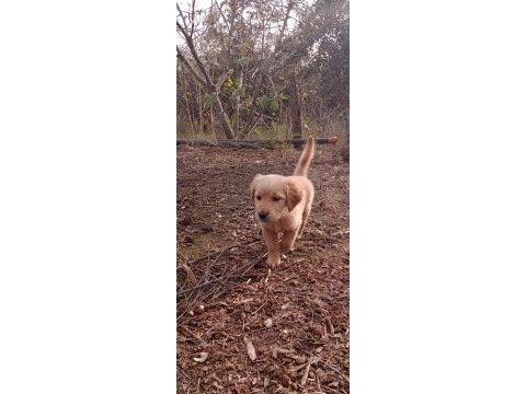 2 aylık aşıları yapılmış golden retriever (erkek)