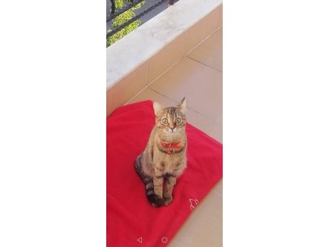 Ücretsiz british shorthair kahiplendirme