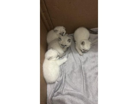 Kedilerim için rezervasyon başlamıştır