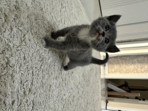 British shorthair memur aileden ev ortamında kaliteli mama
