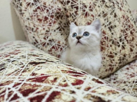 British shorthair kahramanmaraş ve çevresi