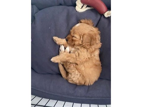 9 haftalık yavru maltipoo