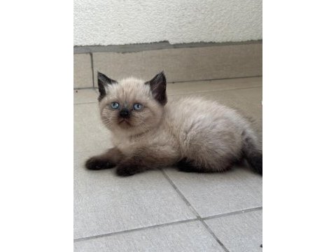 Birbirinden güzel british shorthair bebeklerimiz