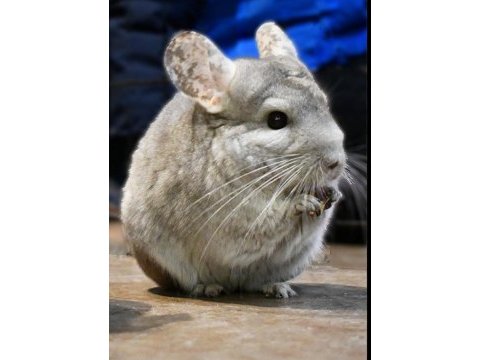 Erkek chinchilla acil