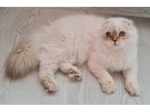 Scottish fold erkekler