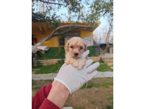 Orjinal maltipoo yavrular