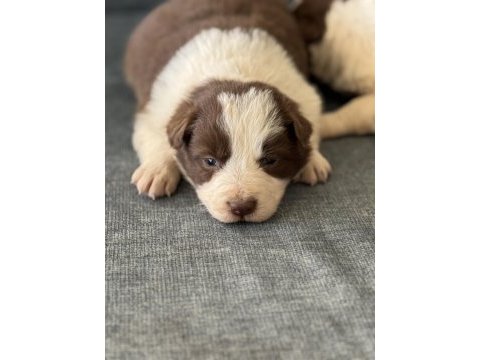 Safkan kahve beyaz border collie bebekler