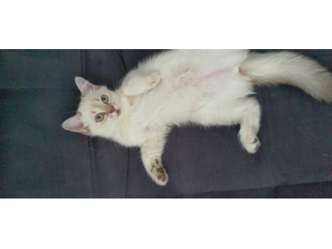 Scottish blue point cinsi 3 aylık dişi