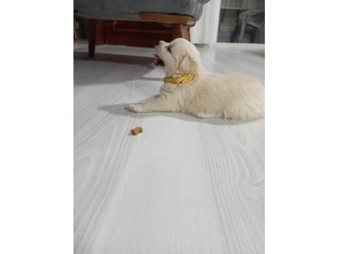 Yavrular yeni yuvalarını arıyor terrier