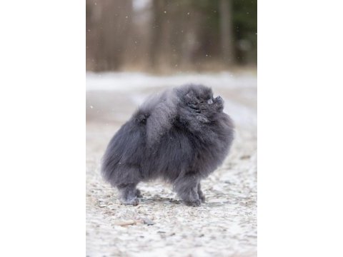 Üst kalite şecereli pomeranian boo