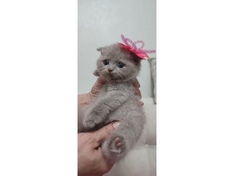 Uyguna scottish fold dişi ve erkek yavrularimiz