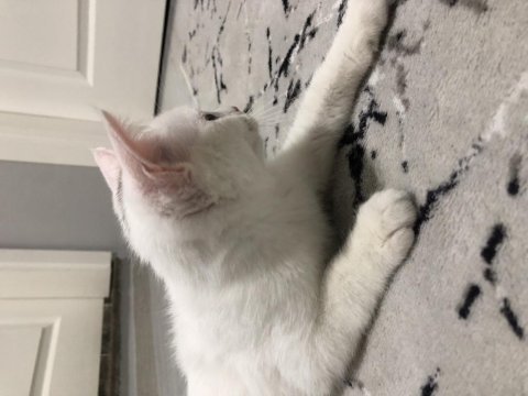 Yavru british shorthair kedimizi sahiplendiriyoruz