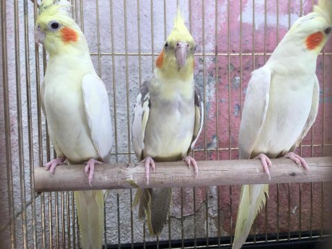 Üç adet hazır dişi sultan papağanımız