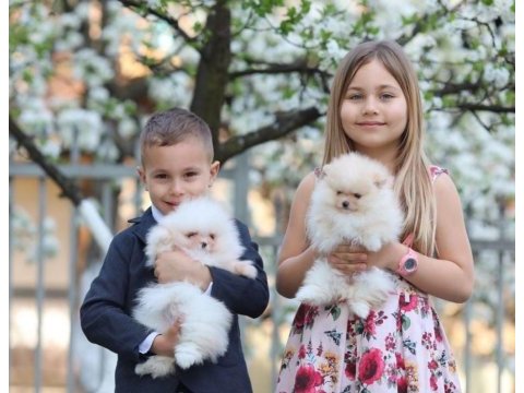 Ayı surat pomeranian bebeklerimiz