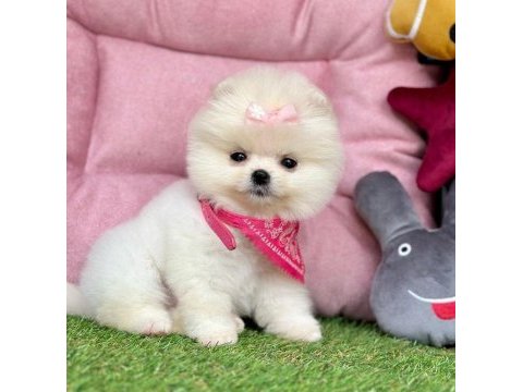 Sevimli pomeranian boo yavrularımız