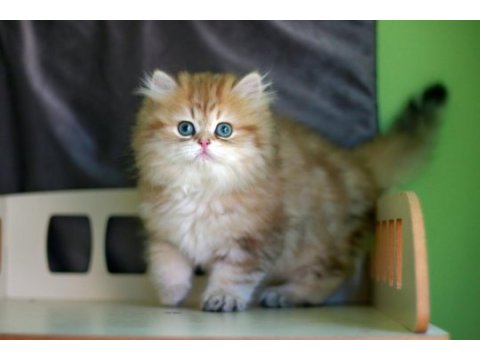 2,5 aylık british longhair erkek yavru